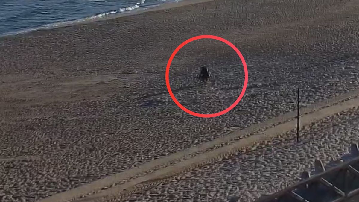 Chodził z wykrywaczem metali po plaży w Mielnie.