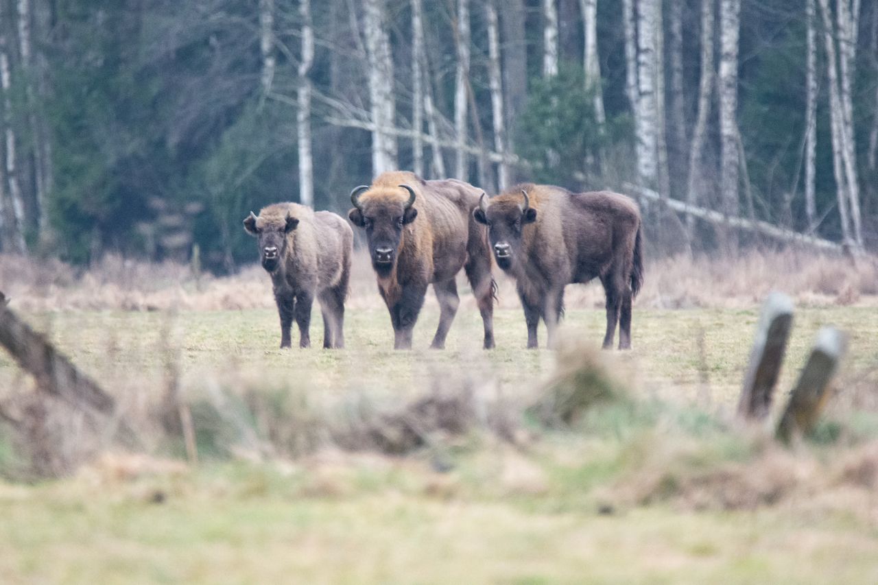 Fotowoltaika na Polanie Białowieskiej. Projekt czeka na akceptację