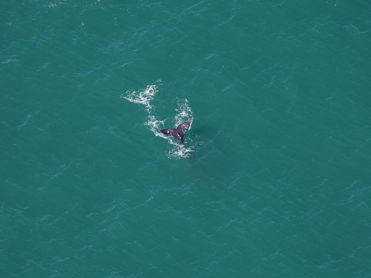 Gray Whale spotted in Atlantic Ocean after 200 years!