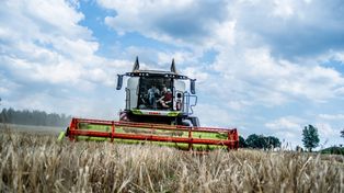 Ceny jęczmienia nowe zbiory 2025 – tyle zapłacą ci w skupie!