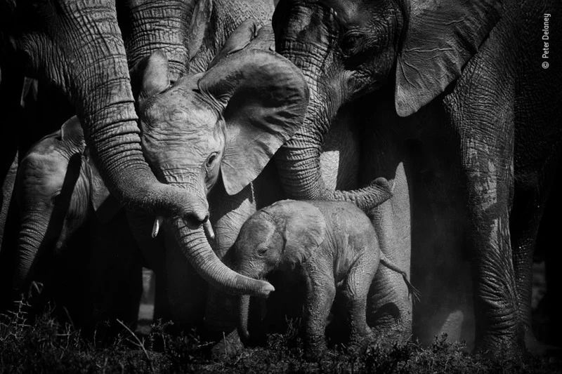 Publiczność wybrała najlepsze zdjęcia konkursu Wildlife Photographer of the Year 2021. Oto one 22