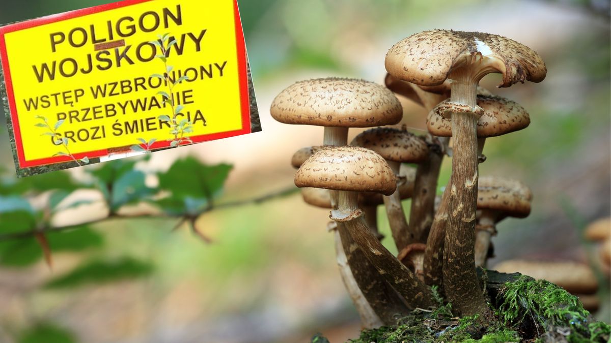 Zbieranie grzybów na poligonie grozi nawet śmiercią.