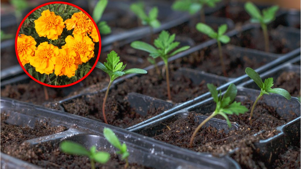 Kiedy wysiewać aksamitki?