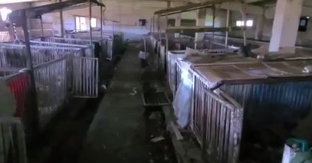 Rosjanie jak świnie. Nie ma lepszego dowodu. Tu urządzili koszary