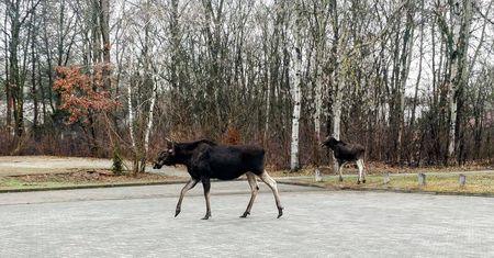 "Inspekcja" przed dyrekcją parku. "Jakie nogi, jaka gracja, no hrabiostwo"
