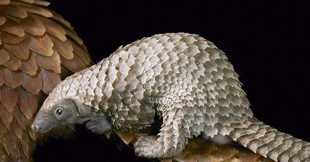 Tim Flach fotografuje zagrożone gatunki zwierząt jak gwiazdy