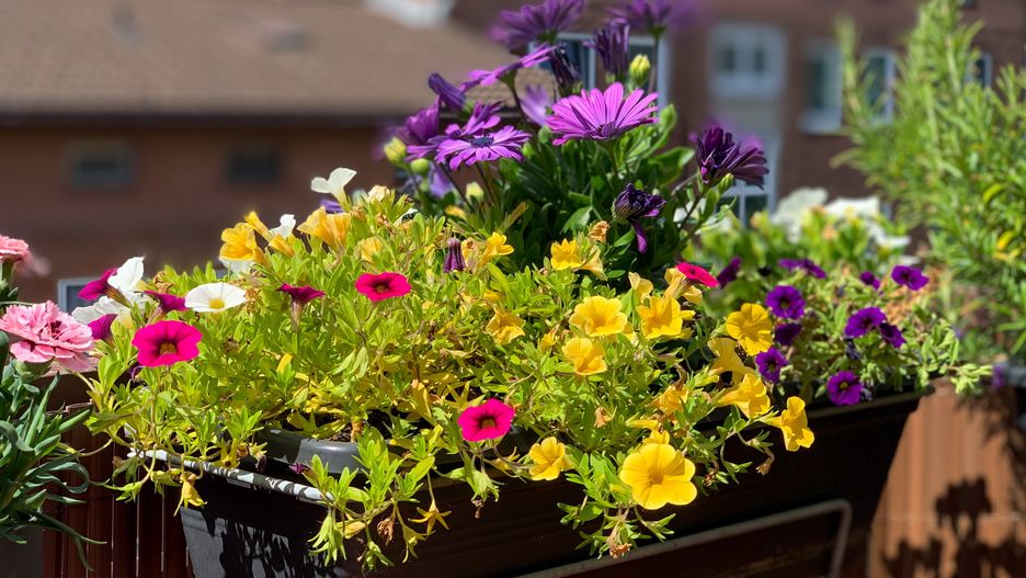 flower pot, balcony, terrace, decoration, osteospermum, flowers, gardening, calibrachoa, background, beautiful, fence, bloom, blooming, blossom, blurred background, botany, bright, hanging, color, colorful, daisy, decor, decorative, flora, floral, flower, fresh, garden, green, hobby, house, natural, nature, outdoor, outdoors, pink, plant, plant care, pot, purple, season, spring, summer, violet, wallpaper, yellow