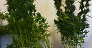 Kartuzy. Z mieszkania wydobywał się zapach marihuany. Policjanci znaleźli plantację ukrytą w szafie