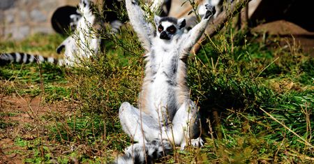 Król Julian zostanie bez poddanych? Sytuacja lemurów jest dramatyczna