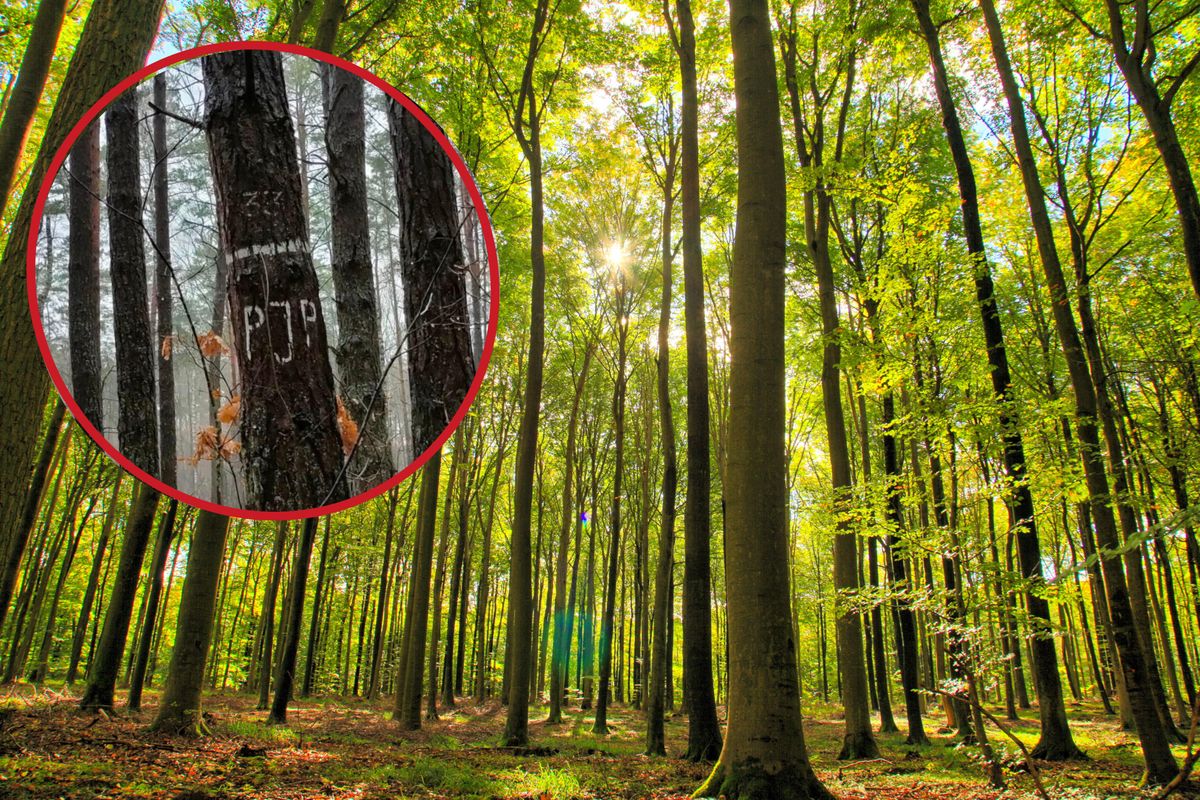 Tajemnicze znaki na drzewach