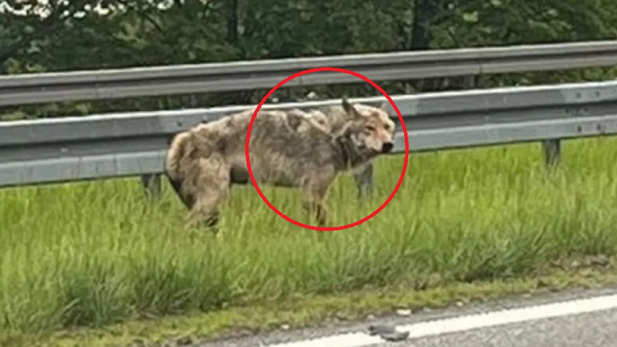 Ranny wilk przy ruchliwej drodze.