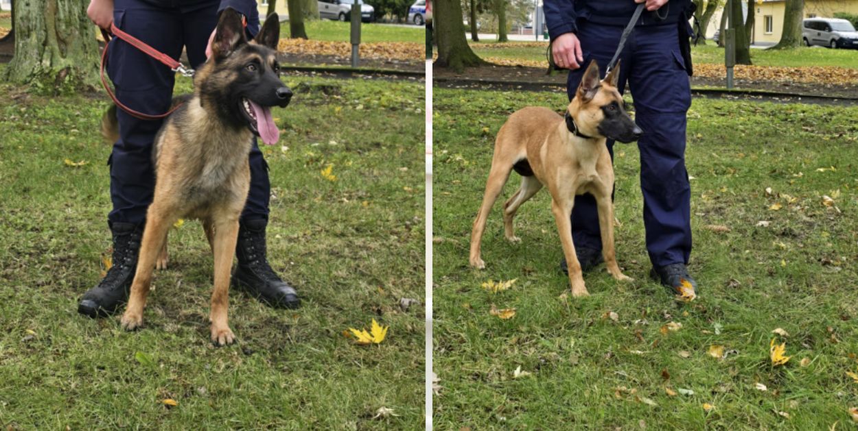 Nowe psy służbowe w Płocku i Radomiu