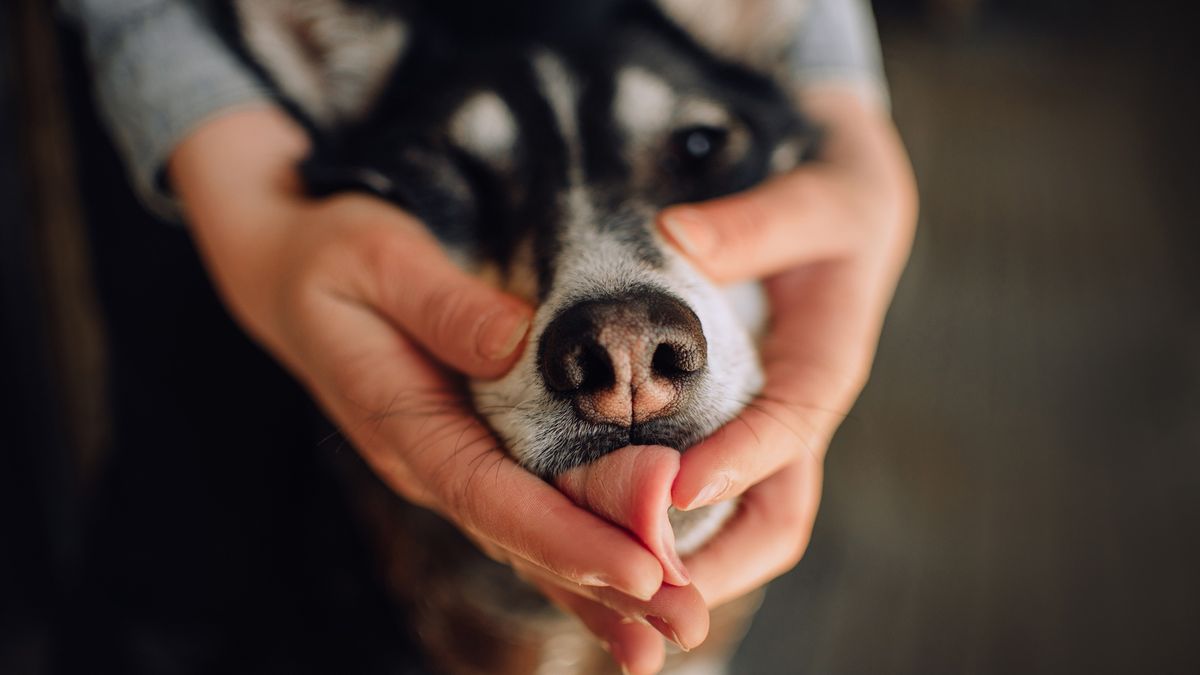 close up of a dog licking owner hands indoors
funny close up of dog licking owner hands indoors
Ksenia Raykova