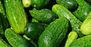 Dzięki temu ogórki będą chrupiące i jędrne. Prosta sztuczka