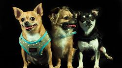 Małe rasy psów - nazwy i charakterystyka, do mieszkania