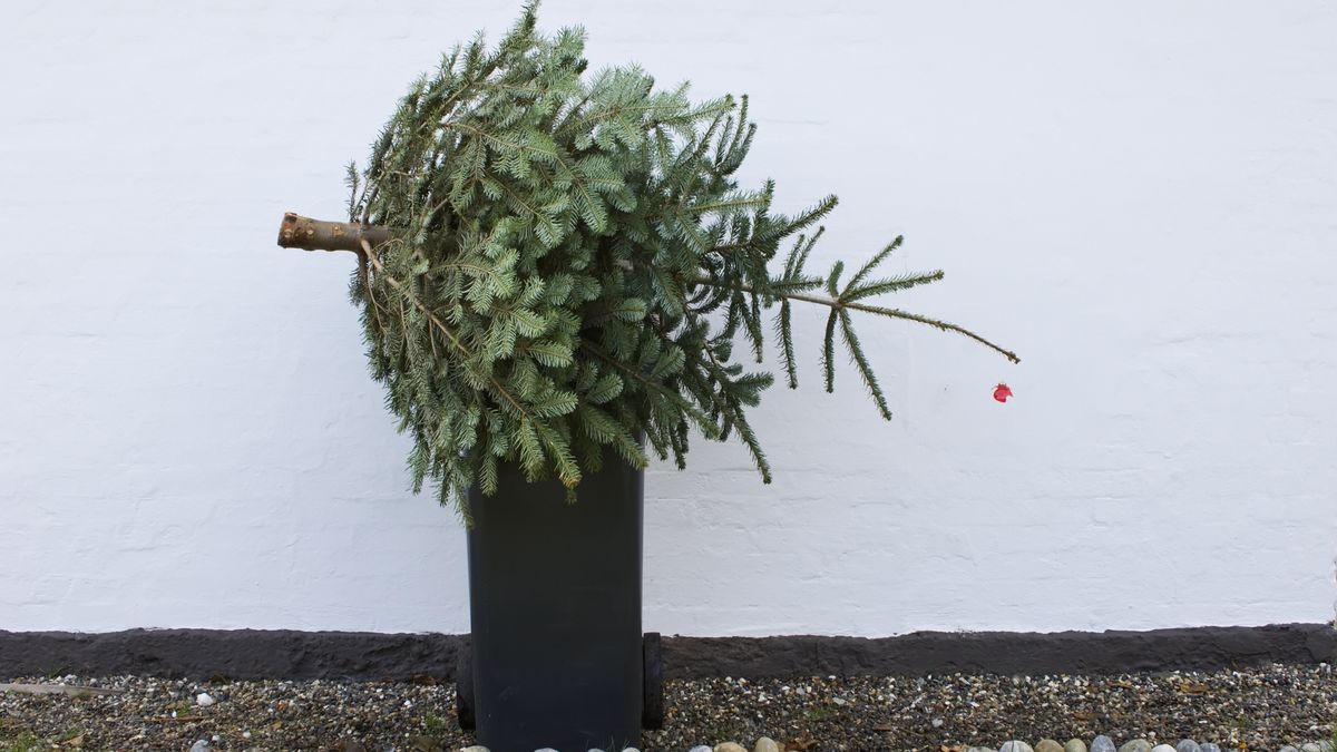 Throwing out christmas tree
Richard Clark
5 of 5, GPCL040_Christmas40.jpg, after, bauble, bin, bining, border, broken, building, christmas, container, cut, day, decoration, disposal, dispose, dust, festive, finish, finished, five of five, garbage, garden, gpl feature, gravel, horizontal, house, ice, icy, leaf, lean, leaning, leaves, needle, needle like, nobody, object, old, on top, ontop, outdoors, painted, pine, pinus, plant, plastic, rock, rubbish, season, seasonal, sequence, series, sit, sitting, snow, snowy, stone, throw, throwing, trash, tree, trunk, used, wall, whiz bin, winter, xmas