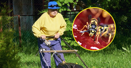 Dlaczego warto zaprosić owady do swojego ogrodu? Pożyteczne gatunki