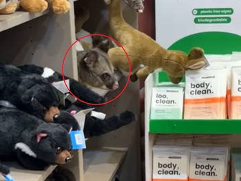 Ukrywał się wśród maskotek. Jest nagranie