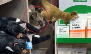 Ukrywał się wśród maskotek. Jest nagranie