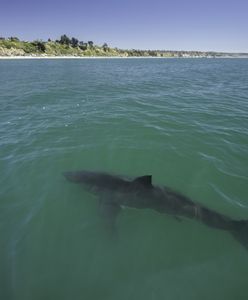 Rekiny odurzone kokainą? Nietypowe zachowanie drapieżników