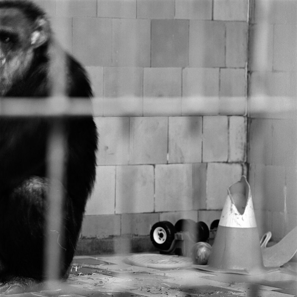 Bardziej ludzkie od ludzi. Wyjątkowe portrety zwierząt autorstwa Jacka Kusza [wywiad] 11