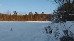 Bieszczady. Ogromne stado żubrów w biegu