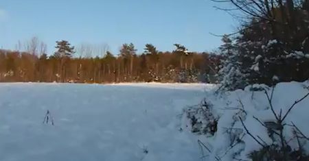 Bieszczady. Ogromne stado żubrów w biegu