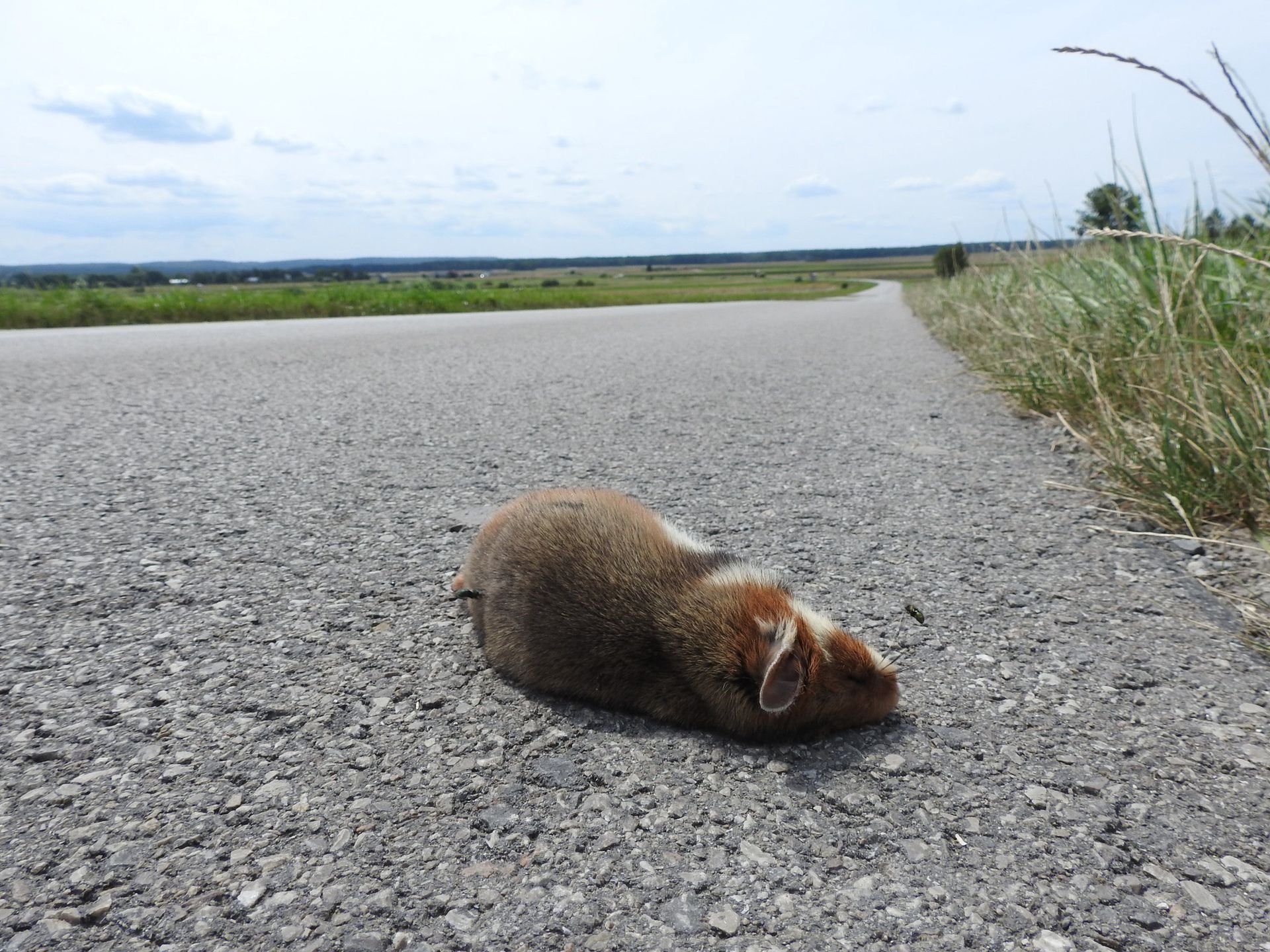 Pojawiły się nowe znaki drogowe. Chodzi o ochronę wymierającego gatunku