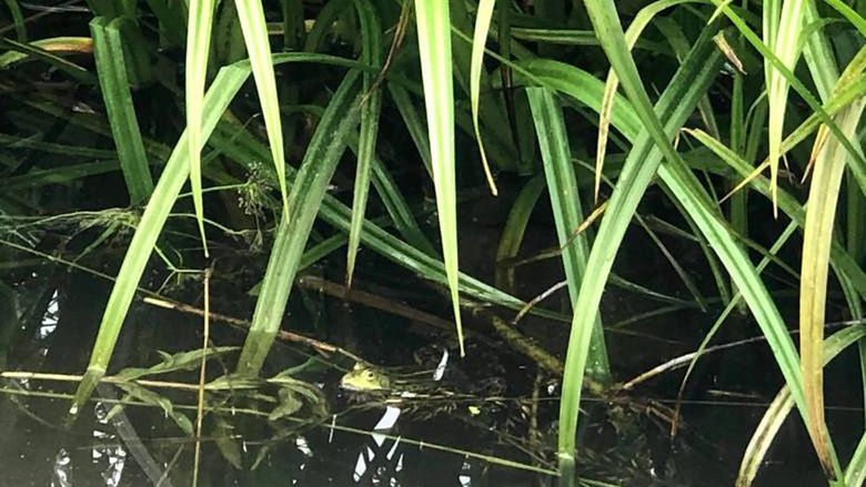 Wrocław. Sympatycy parku Grabiszyńskiego chcą odtworzenia zasypanego w październiku oczka wodnego. Mieszkała w nim żaba wodna, którą aktywistce udało się nawet uchwycić obiektywem