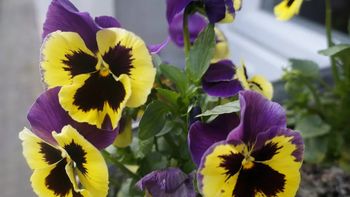 Co szkodzi bratkom? Te rośliny lepiej sadzić osobno