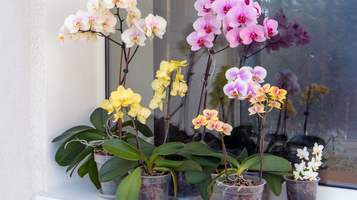 Storczyk potrzebuje odpowiedniego miejsca.