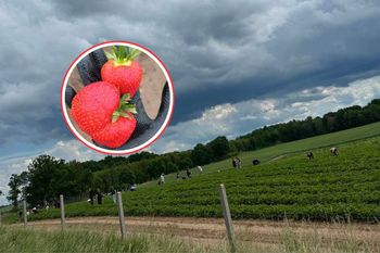 Czarne chmury nad plantacją. Rolnicy odwołali samozbiory. "Prosimy"