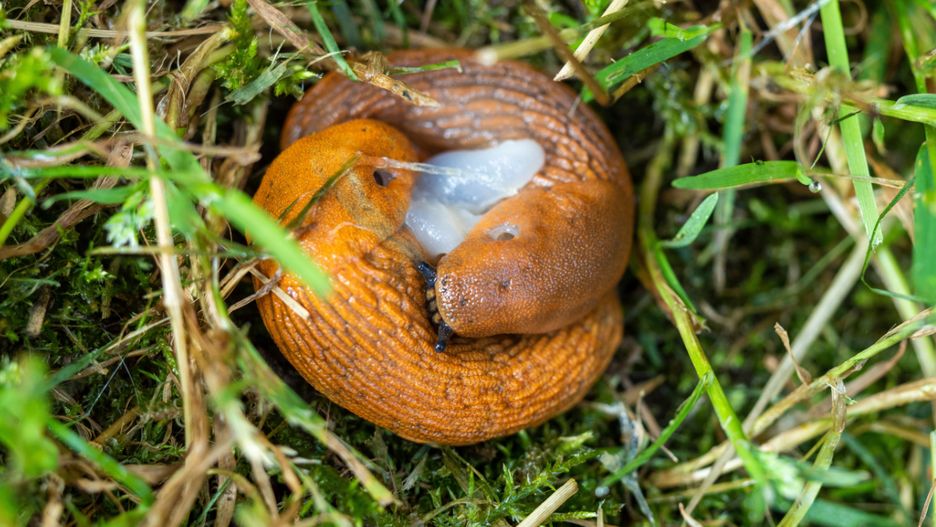 Ślimaki