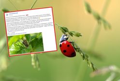 Biedronki azjatyckie. Lasy Państwowe: czuć przedsmak inwazji