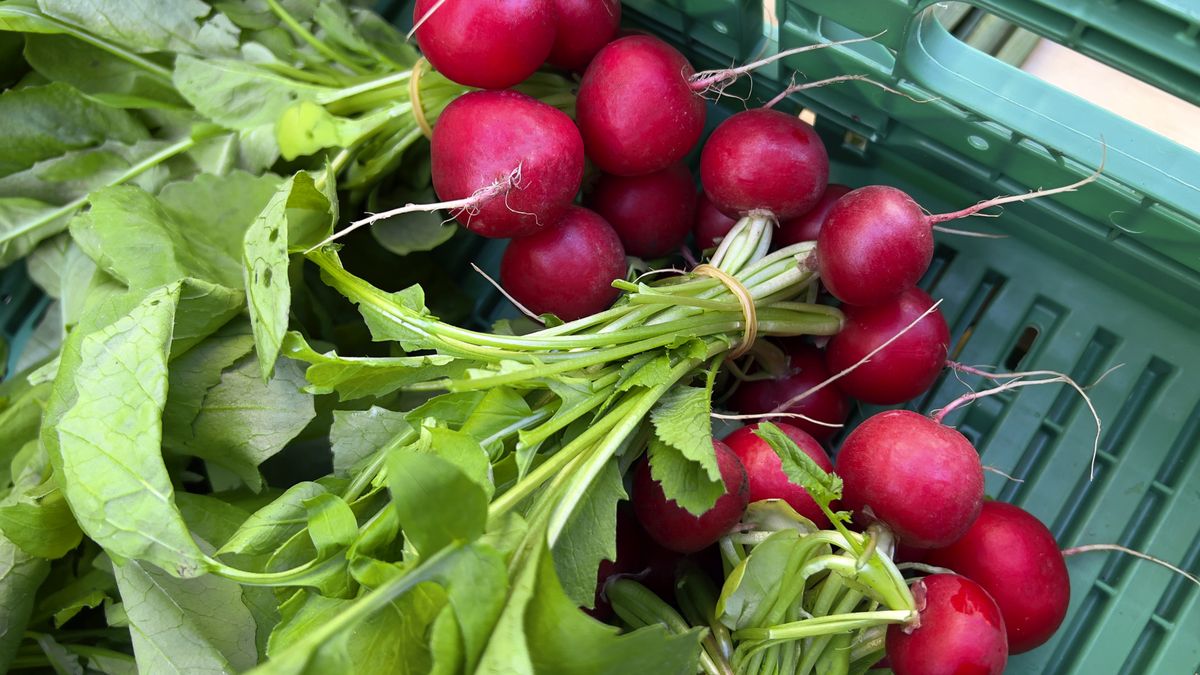 Tyle kosztuje polska rzodkiewka w marcu 2025 r.