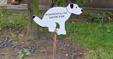Nie chcą sprzątać po psach. Ale miasta też nie pomagają [OPINIA]