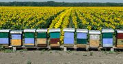 Dofinansowanie do pszczół 2026. 80 mln zł do podziału