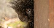 "Futrzasto-kolczaste cudo” przyszło na świat w Zoo Poznań