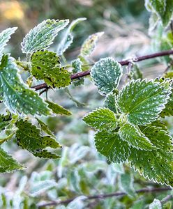 Zimni ogrodnicy przyjdą wcześniej? IMGW z nowymi informacjami