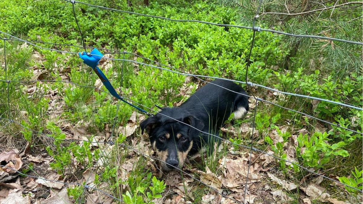 Kobieta porzuciła psa w lesie