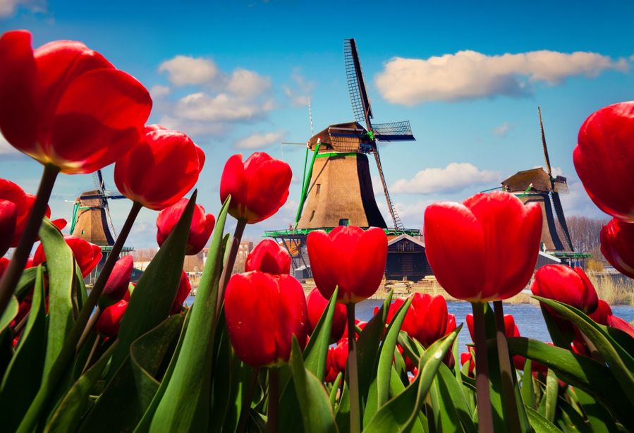 Holandia, Belgia – gdy kwitnie cały świat