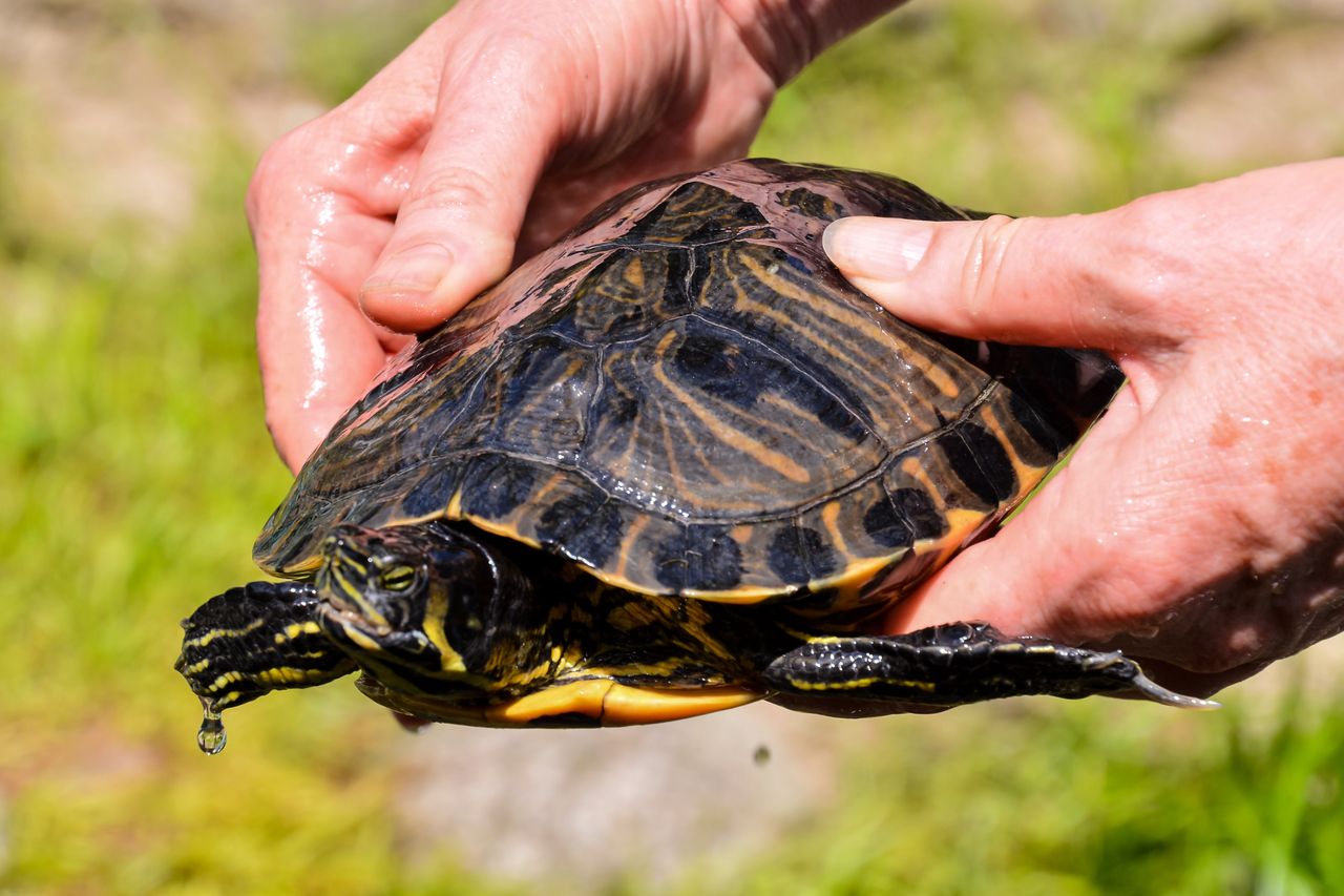 Trachemys scripta to gatunek inwazyjny w Polsce