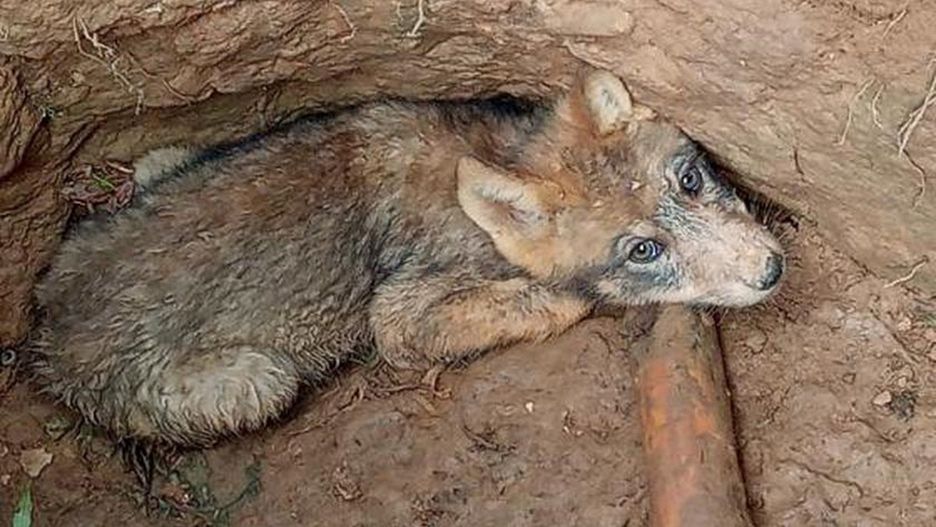 Wilczek był wystraszony