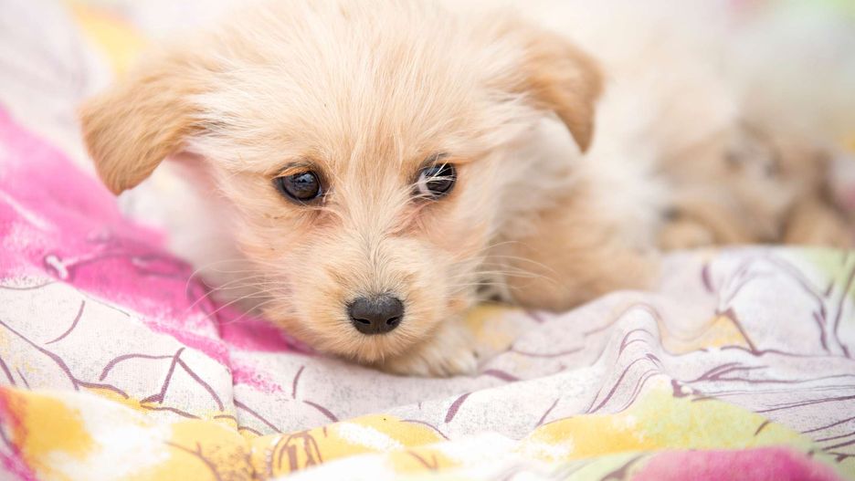 Większość psów lubi kopać w pościeli przed spaniem