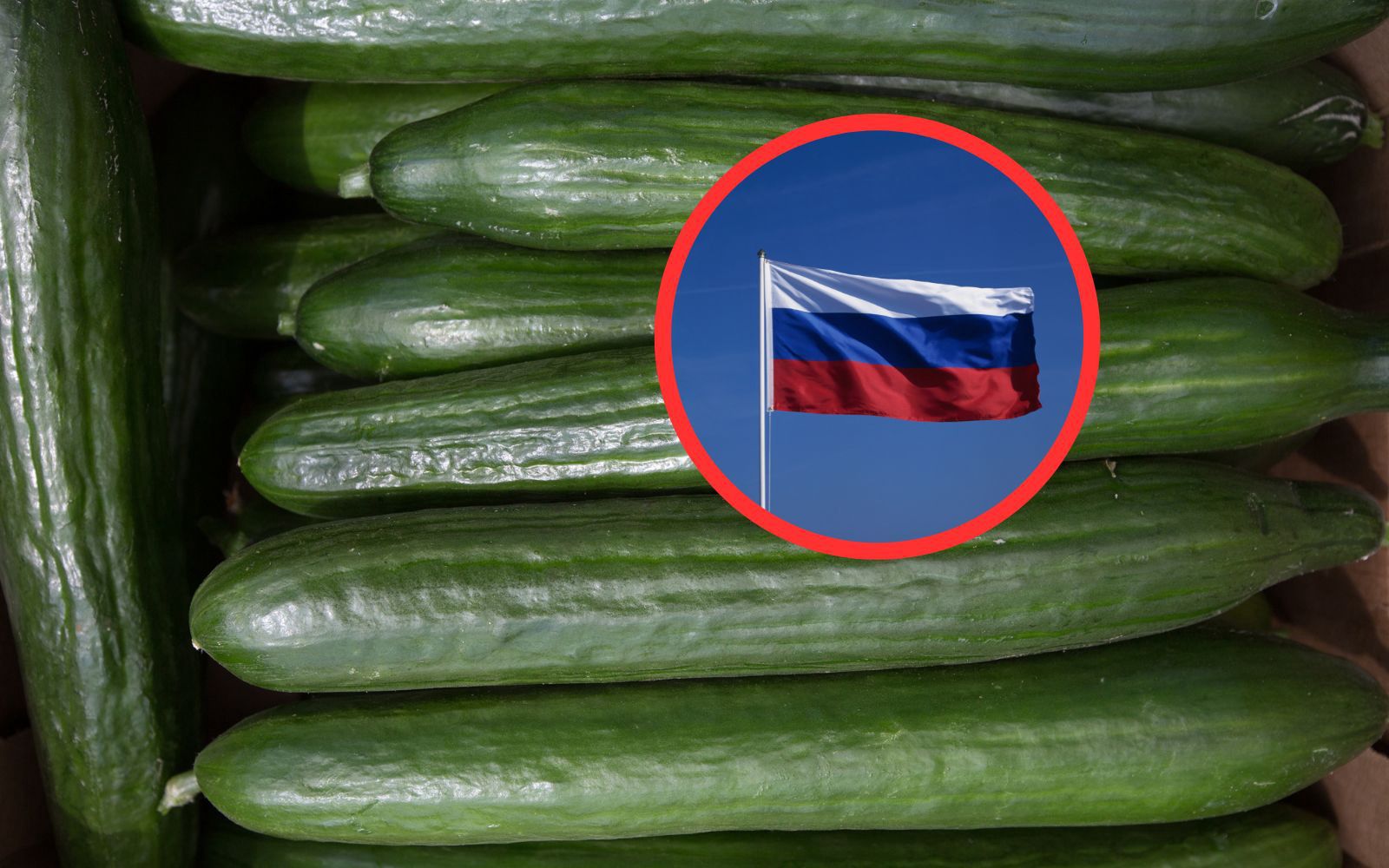 Rosyjskie ogórki w Polsce. Ogrodnicy reagują