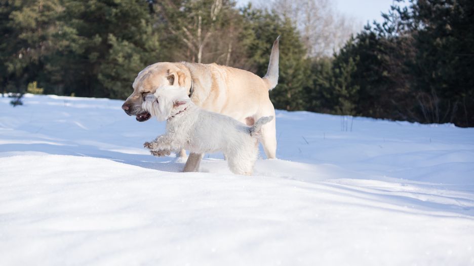 pies, psy, labrador, west terrier, west, terrier, mróz, zima, spacer, zabawa, podgryzanie, gryzienie