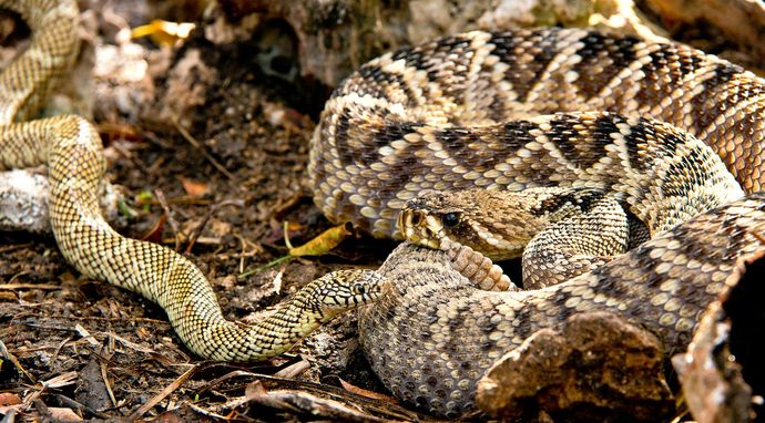 Kierunek Wild: Dzika Floryda