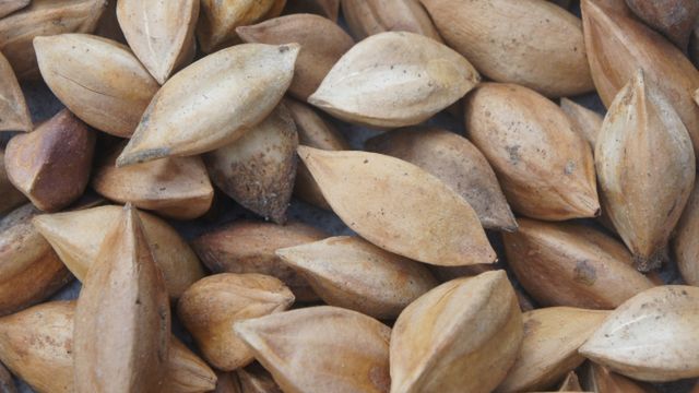 Suszone orzechy pili