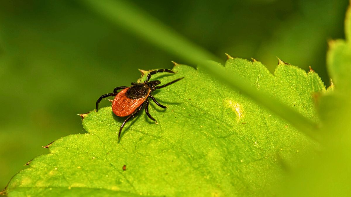 To przyciągało to mojego ogrodu kleszcze 