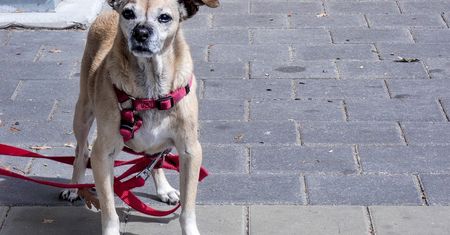 Wiążesz psa pod sklepem? To podchodzi pod paragraf. Kara nie jest mała